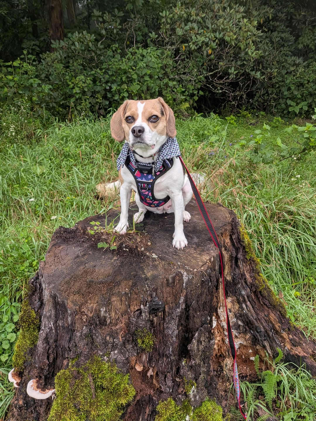 Customer photo review of Tummy Essentials Digestive Chews