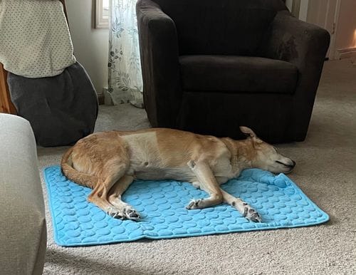 Customer photo review of Cooling Mat