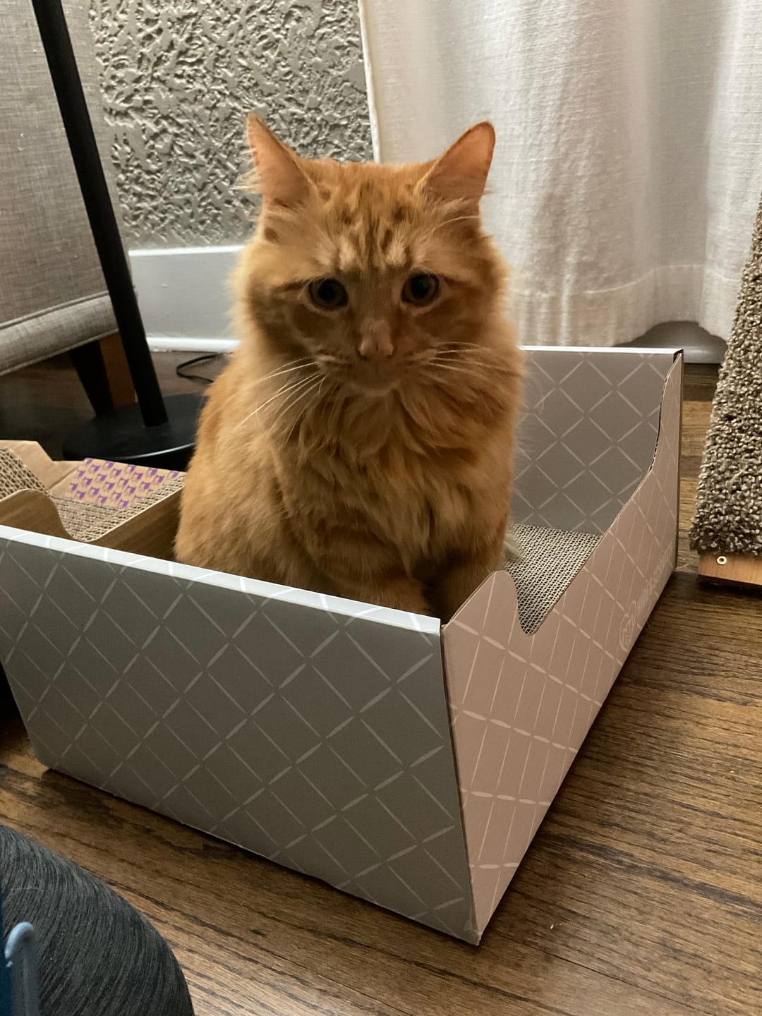Customer photo review of Hide & Scratch Extra-Large Cat Scratcher Box