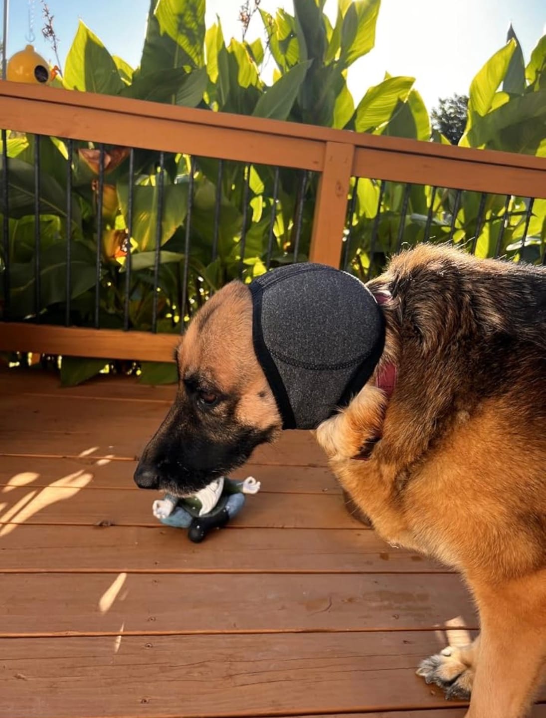Customer photo review of Noise Protection Ear Muffs