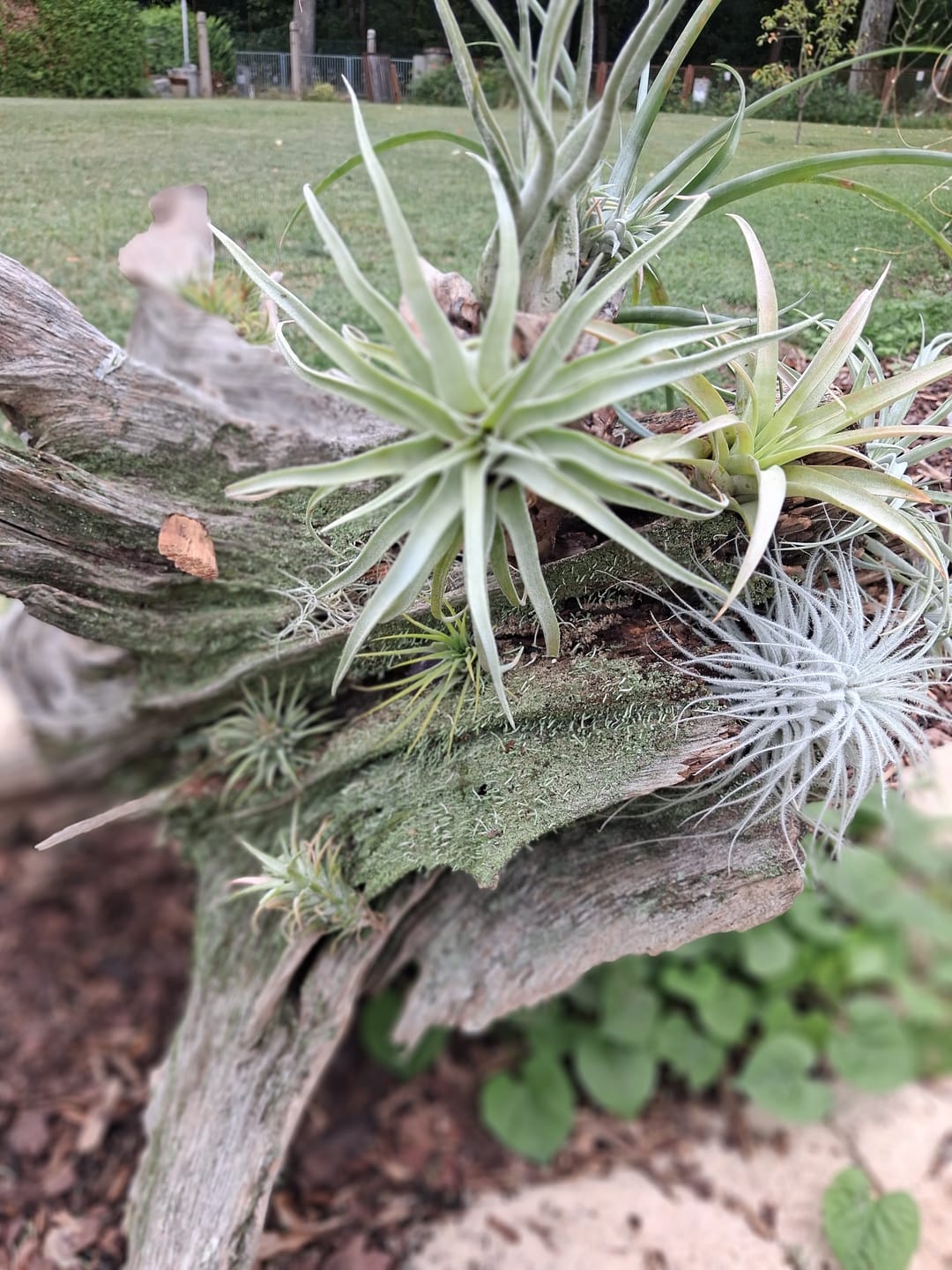 Customer photo review of Tillandsia flabellata 'L'