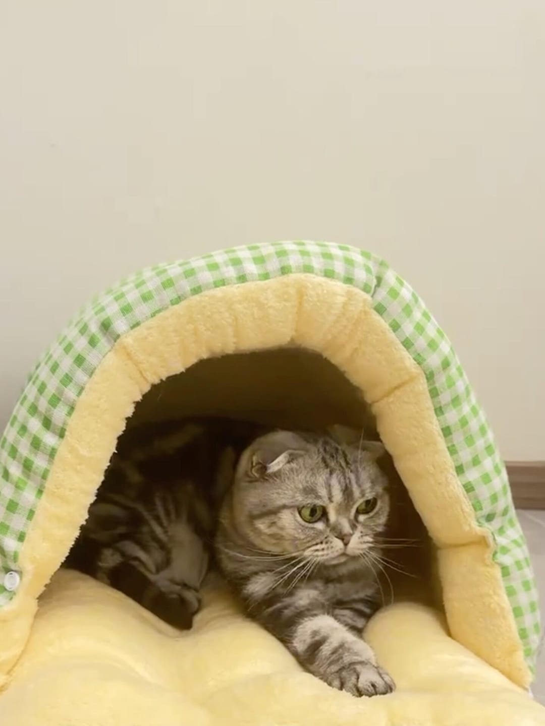 Customer photo review of Cozy Cave Pet Nest - A Snug, Washable Haven for Your Furry Friend