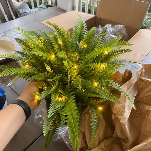 Customer photo review of 💛Glowing Boston Ferns with Lights – 🌿 Zero Watering, Zero Maintenance