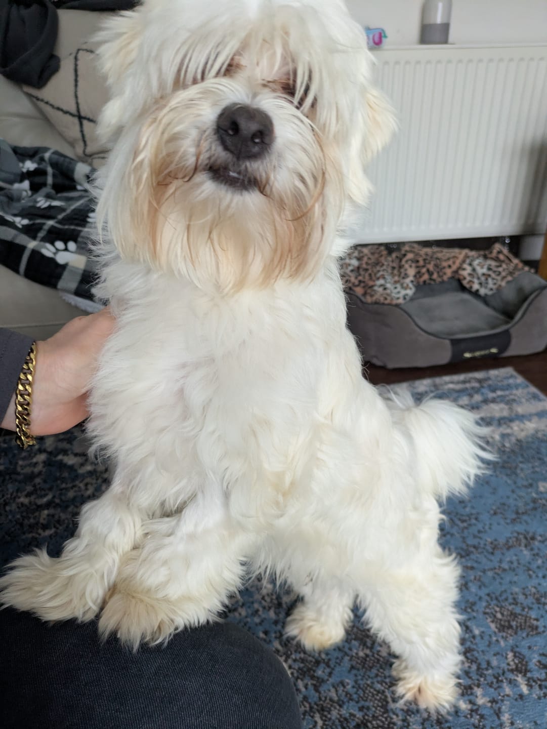 Customer photo review of Fragrance Free Glove Pet Wipes for Full Body, Bum & Paws (30)