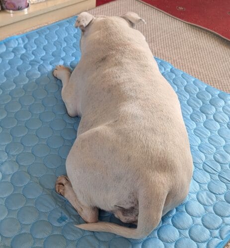 Customer photo review of Cooling Mat
