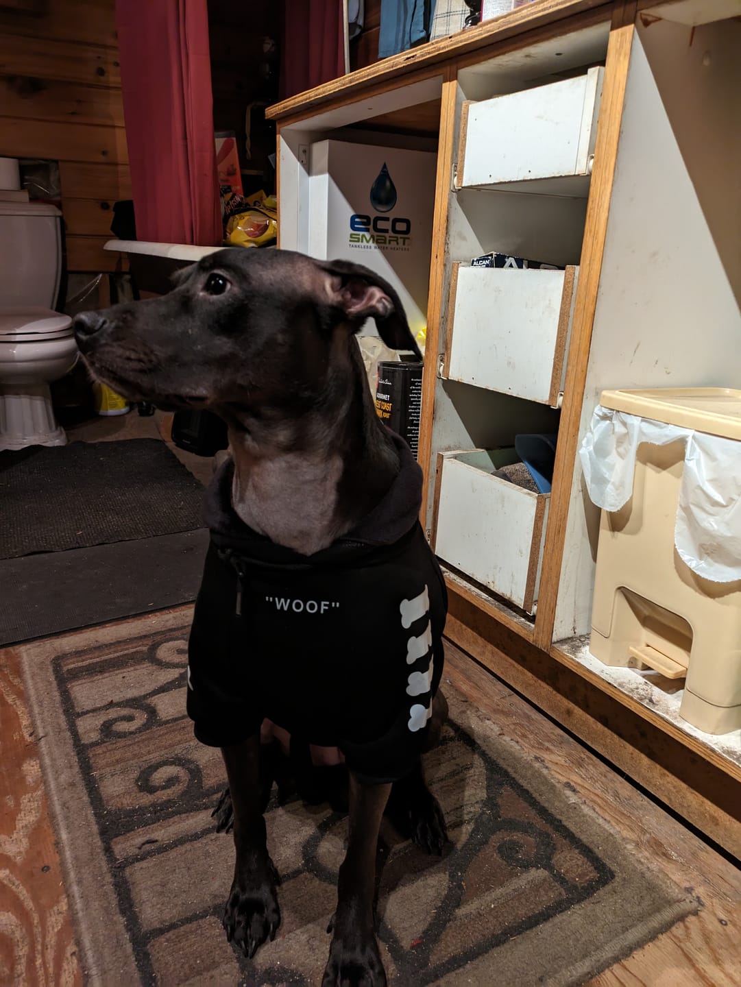 Customer photo review of Rock and Roll Dog Hoodie