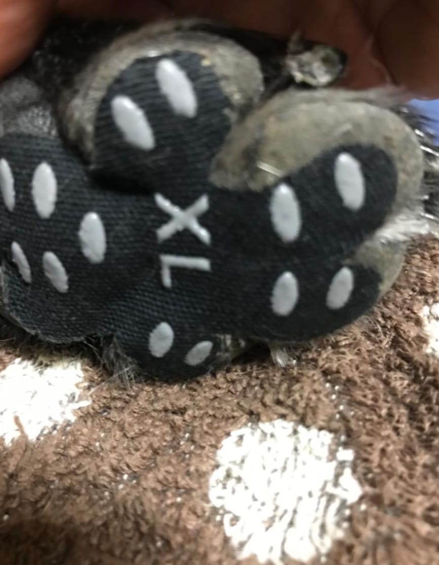 Customer photo review of 滑り防止！肉球保護シール(12枚入り）