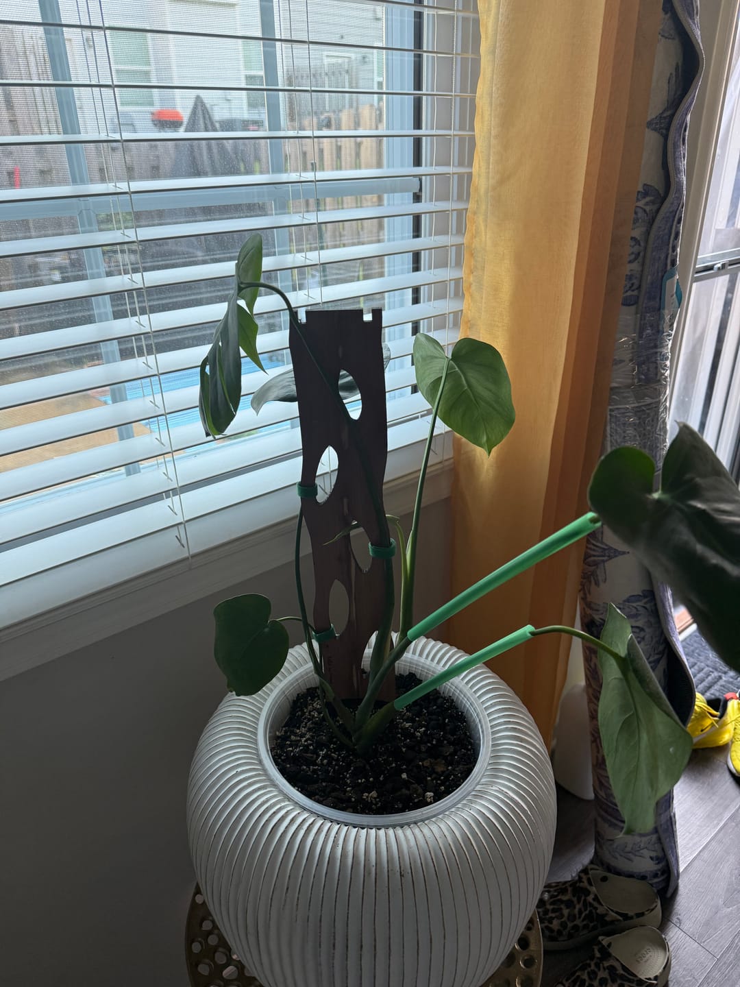 Customer photo review of Zella - Wooden Extendable Plant Support