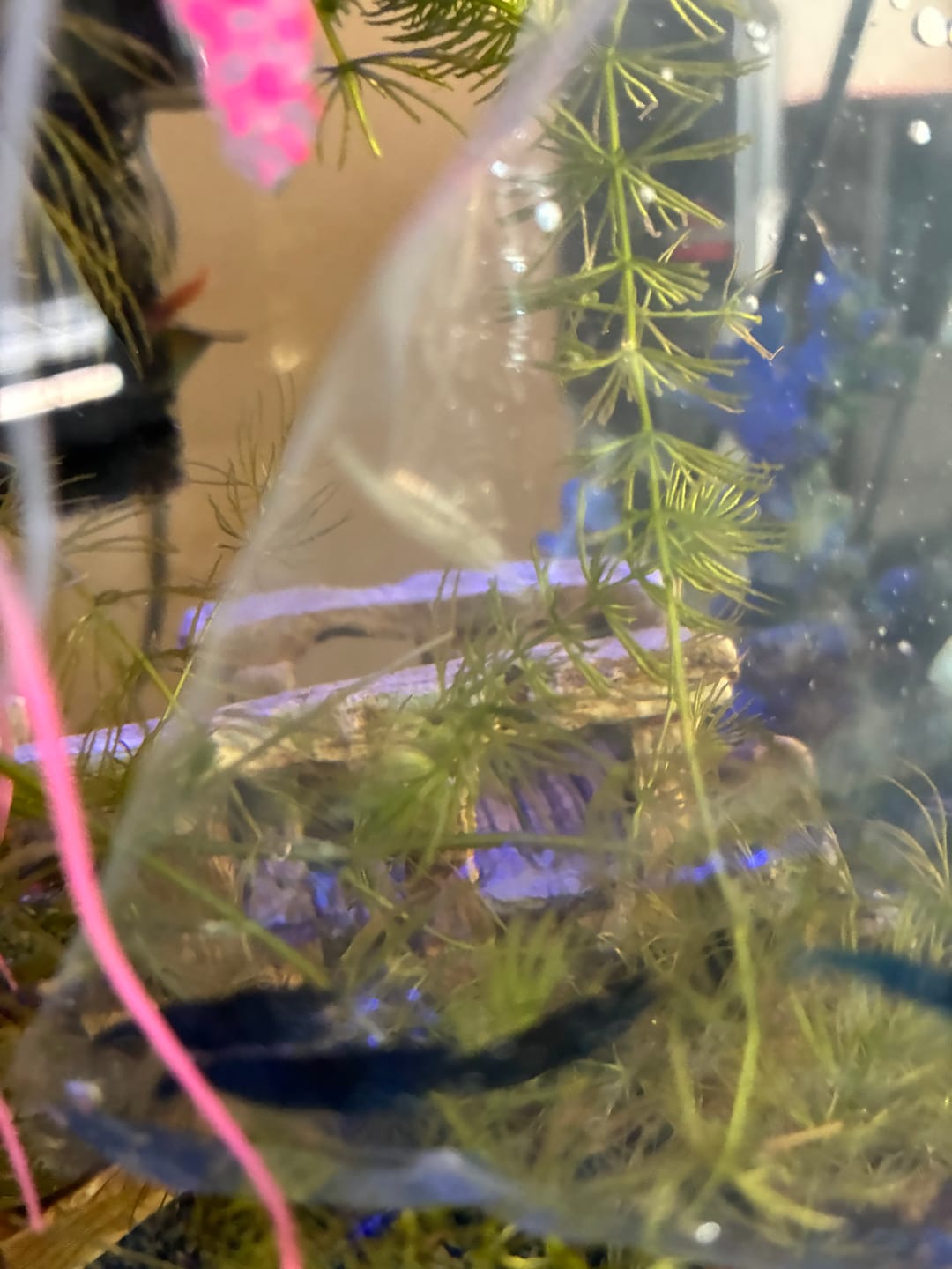 Customer photo review of Blue Velvet Shrimp