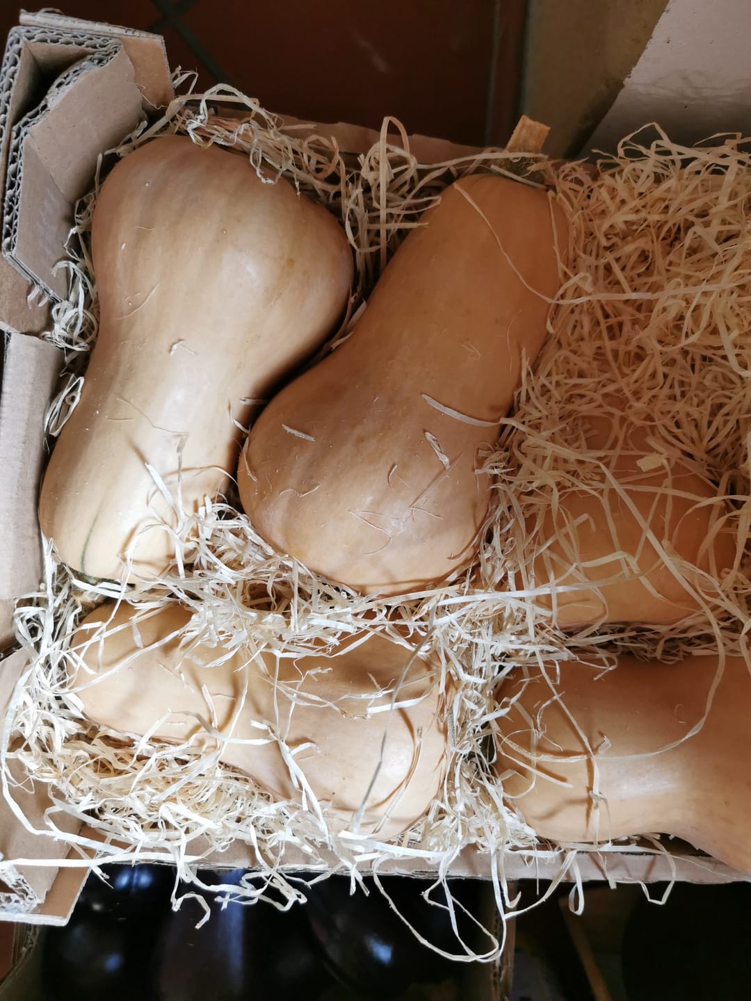Customer photo review of Kürbis "Butternut" von Biohof Fuchs aus Schrobenhausen