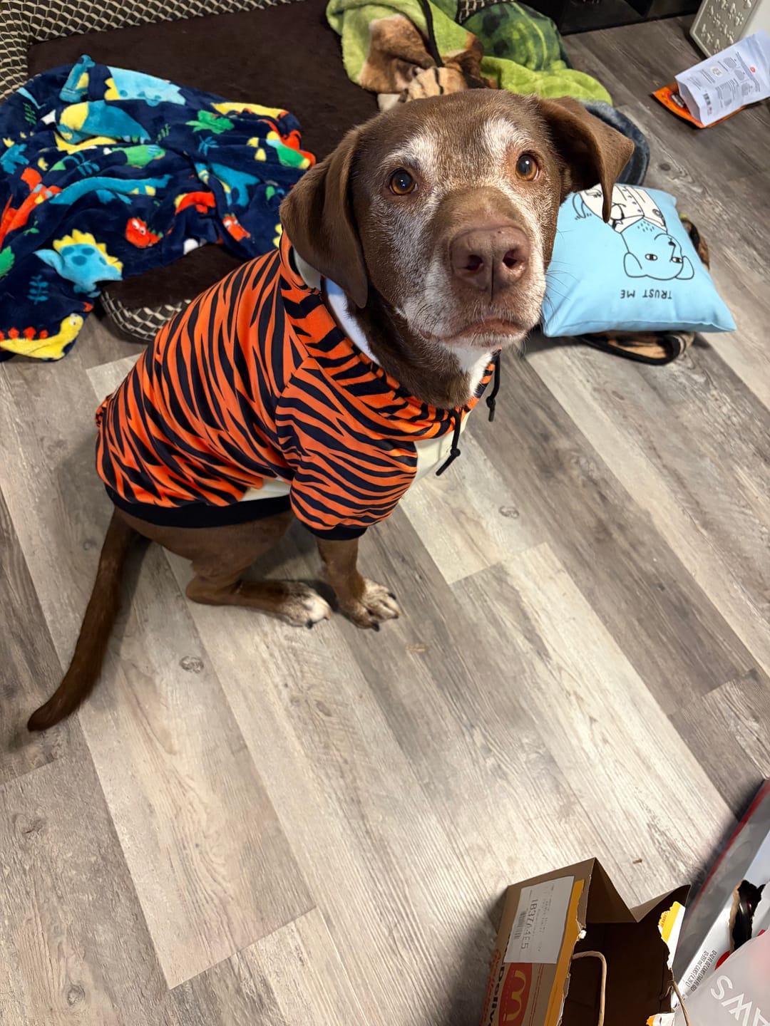 Customer photo review of Halloween Dog Hoodie - Tiger