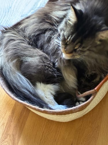 Customer's cat curled up inside the Instinct Basket, a round woven cat bed on a wooden floor.
