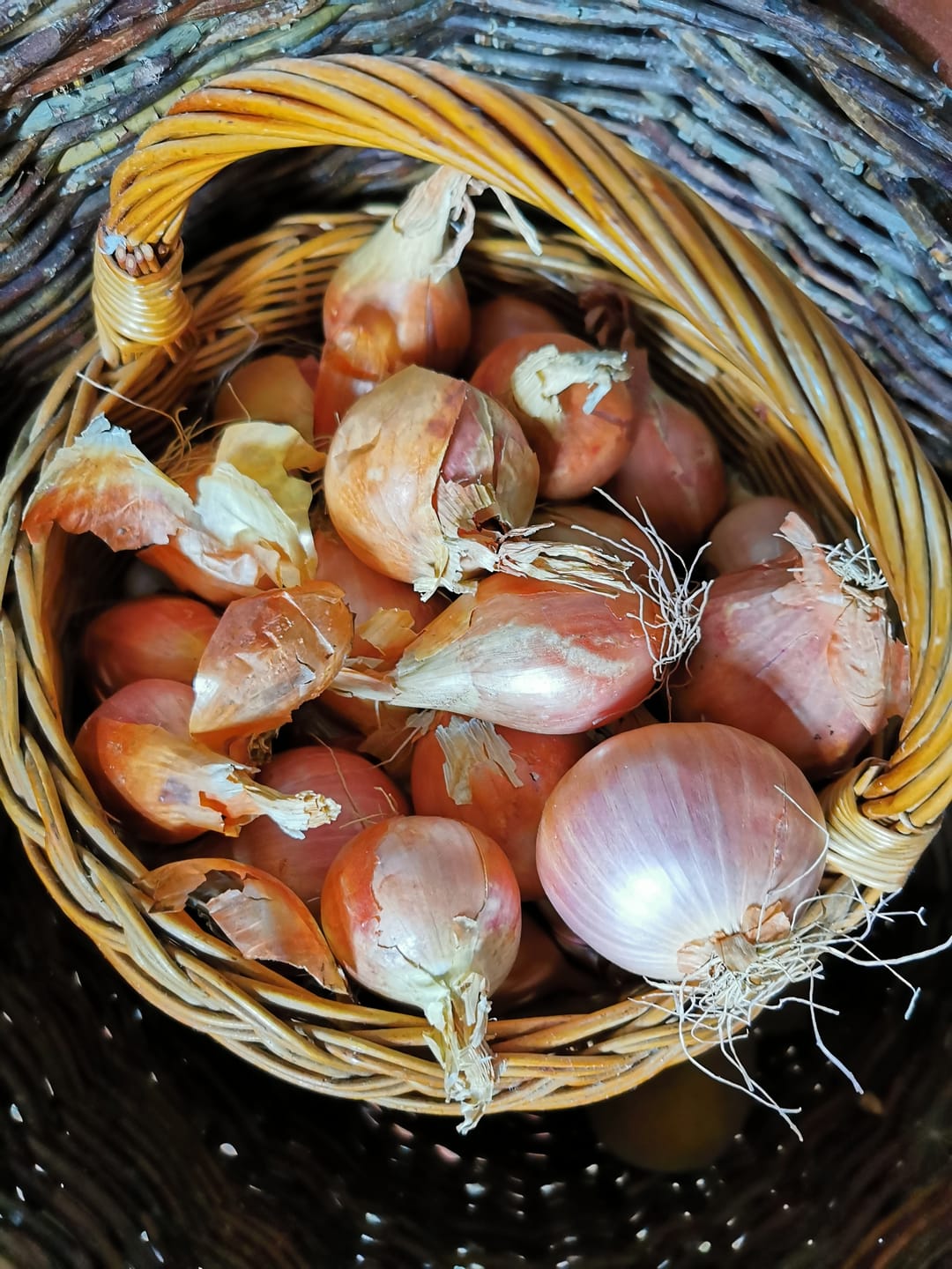 Customer photo review of Delikatess-Zwiebel Rose Bio aus der Bretagne