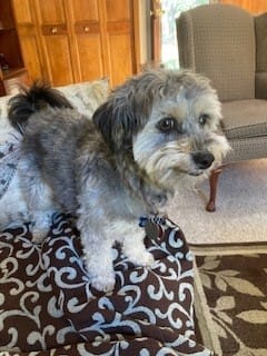 Customer photo review of Tummy Essentials Digestive Chews