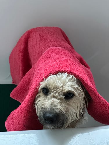 Kunde's nasser Hund, der nach der Anwendung des Easy Smooth Conditioners in ein rotes Handtuch gewickelt ist.