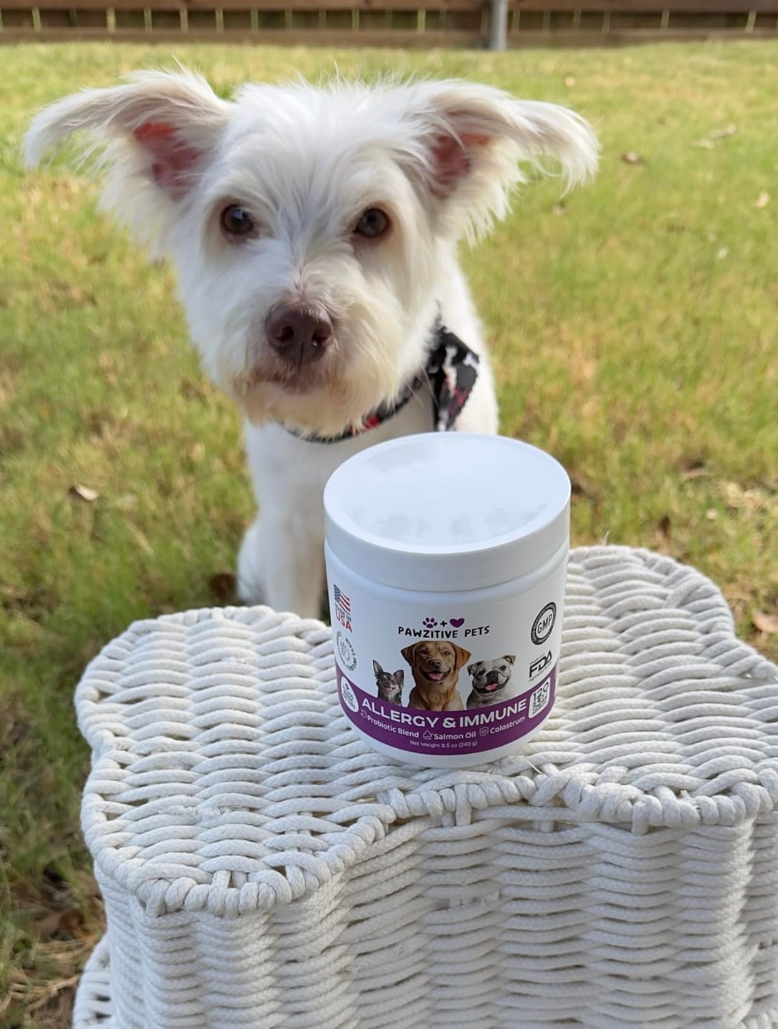 Customer photo review of Dog Allergy Chews for Itchy Skin, Paw Licking & Seasonal Allergies – Immune Support, 120 Soft Chews (Beef Flavor)