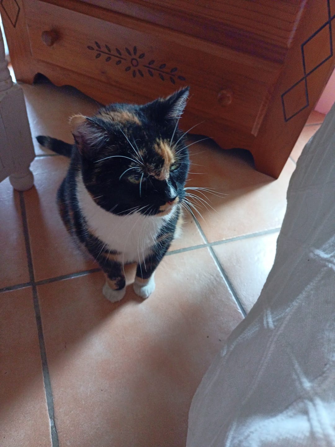 Customer photo review of Échantillon de croquettes riches en poisson (Chat stérilisé)