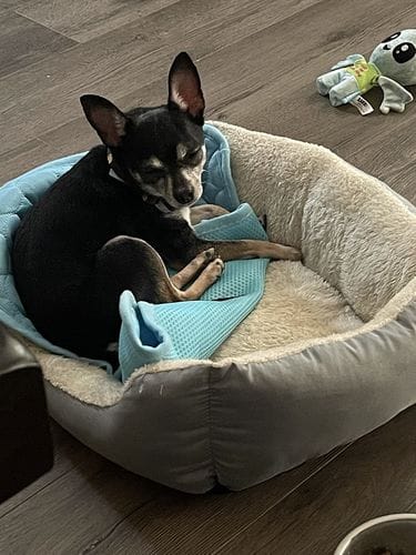 Customer photo review of Cooling Mat