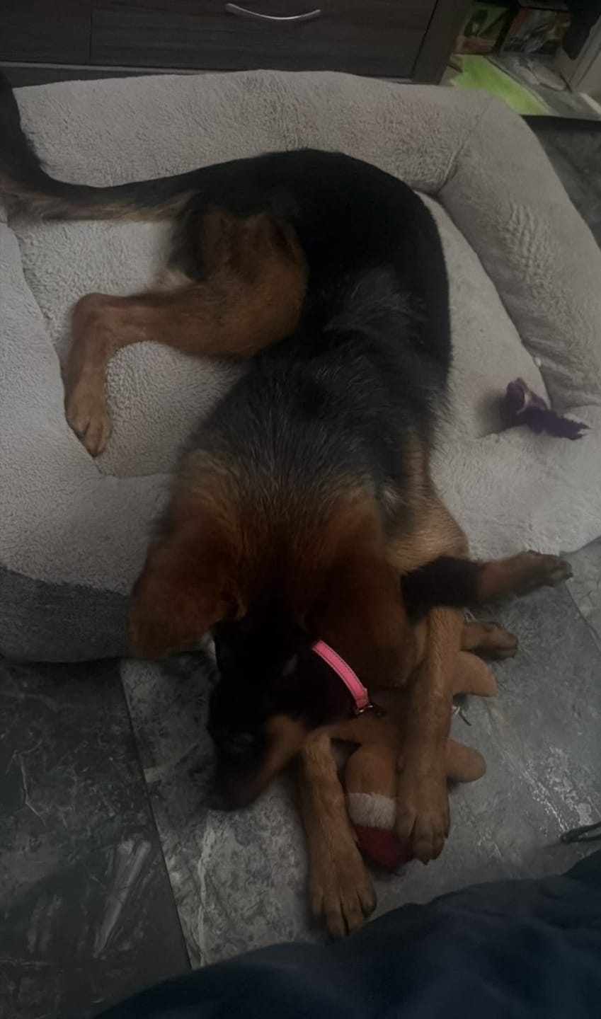 Customer photo review of Cama Sofá para Perros