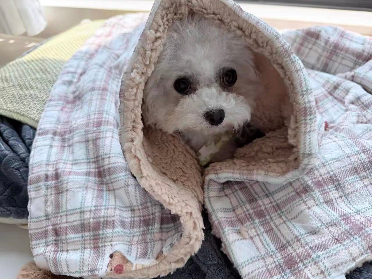Customer photo review of Cloud-Like Pet Blanket Pillow Combo