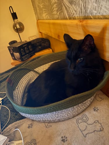 Kunde des Fellnest Katzenkorbs: eine schwarze Katze liegt entspannt in dem grünen, runden Korb auf einem Bett.