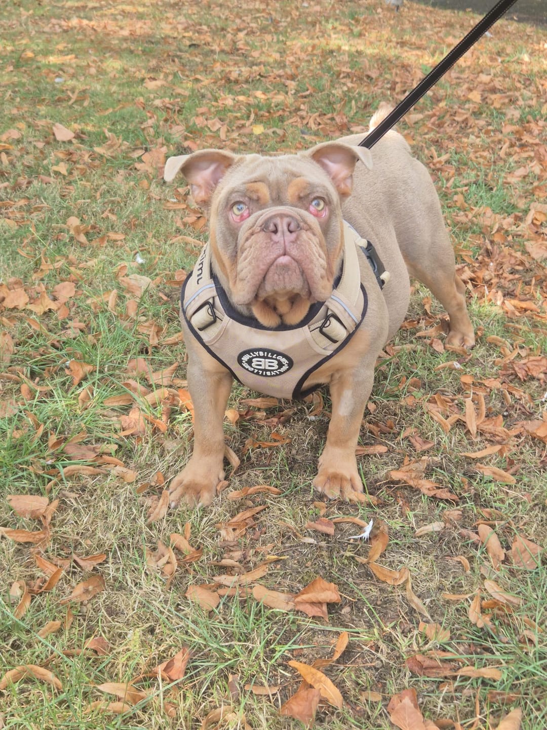 Customer photo review of Comfort Premium Harness | Non Restrictive - Tan
