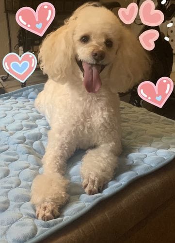 Customer photo review of Cooling Mat