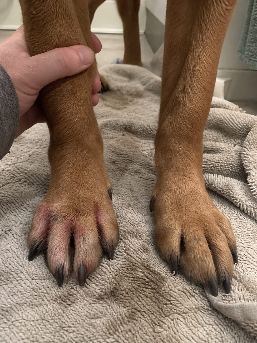 Customer photo review of Liquid Collagen for Dogs by Pupdrops