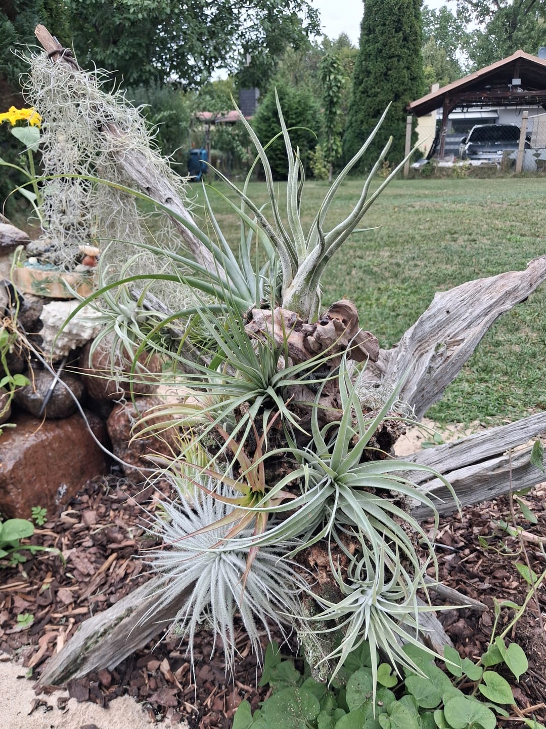 Customer photo review of Tillandsia Ionantha 'druid'