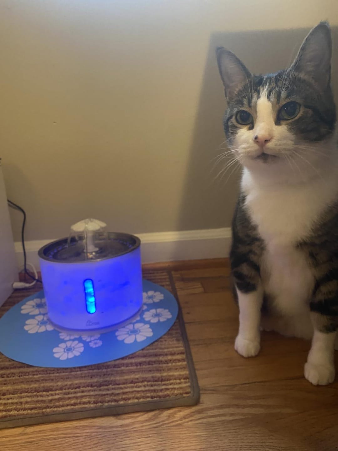 Customer photo review of Pawtique BloomFlow™ 2.4L Stainless Steel Pet Fountain