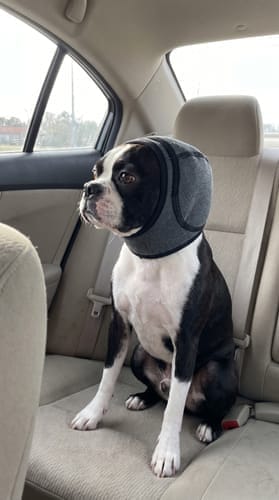 Customer photo review of PawEase™ Calming Ear Wrap