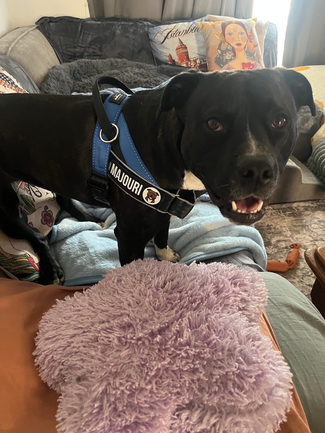 Customer photo review of Rogz Utility LetzGo Personalised Harness