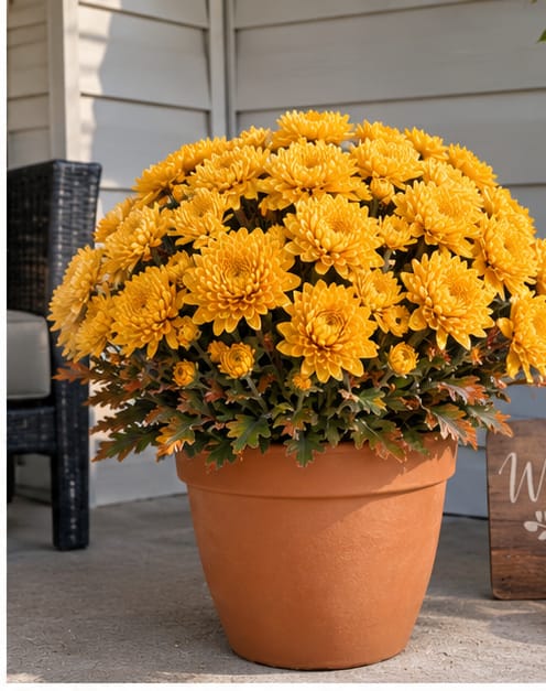 Customer photo review of 💥Last Day 50% OFF🌼-Autumn Bloom Faux Chrysanthemum Bush