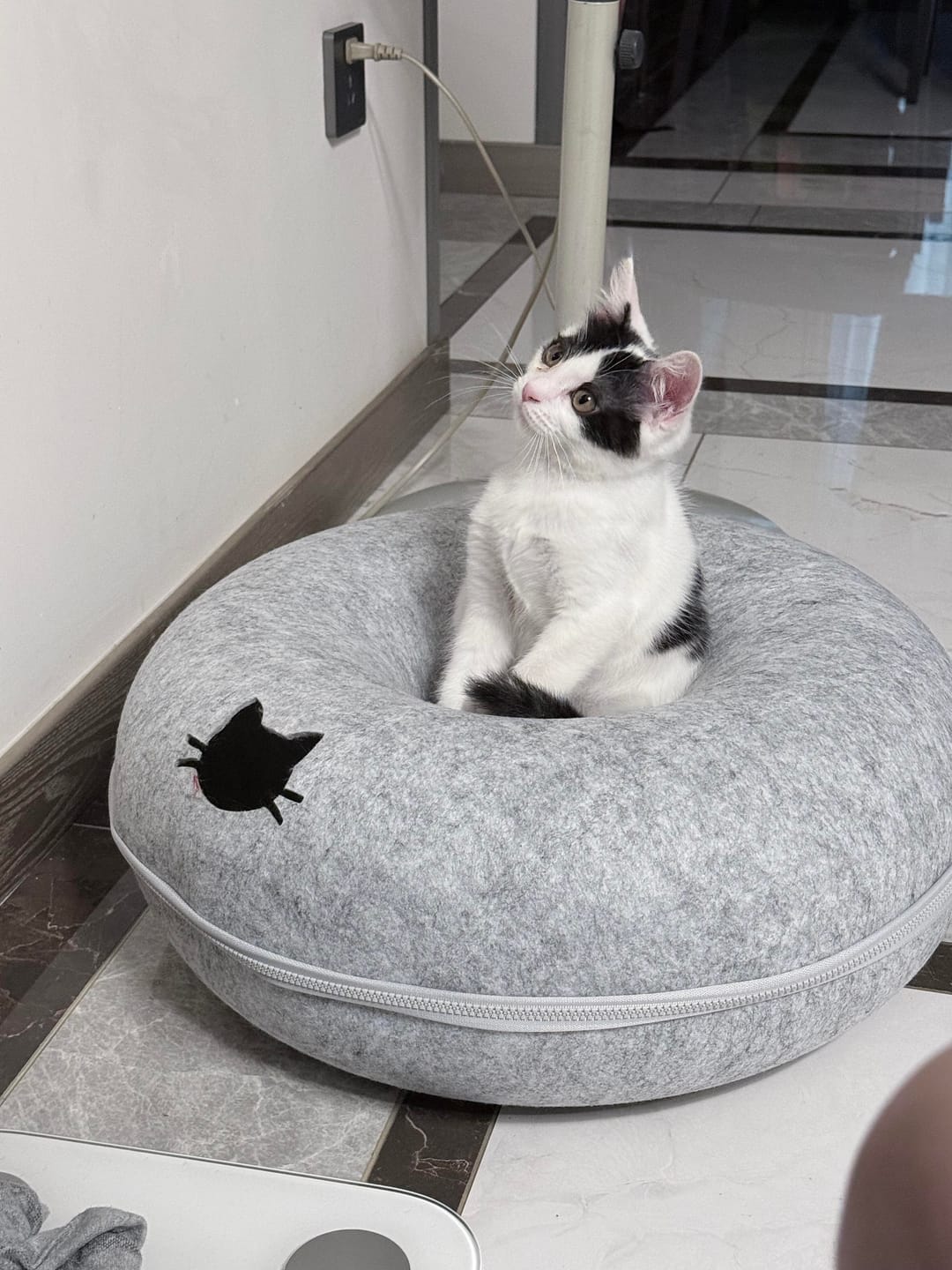 Customer photo review of Donut Tunnel Cat Bed