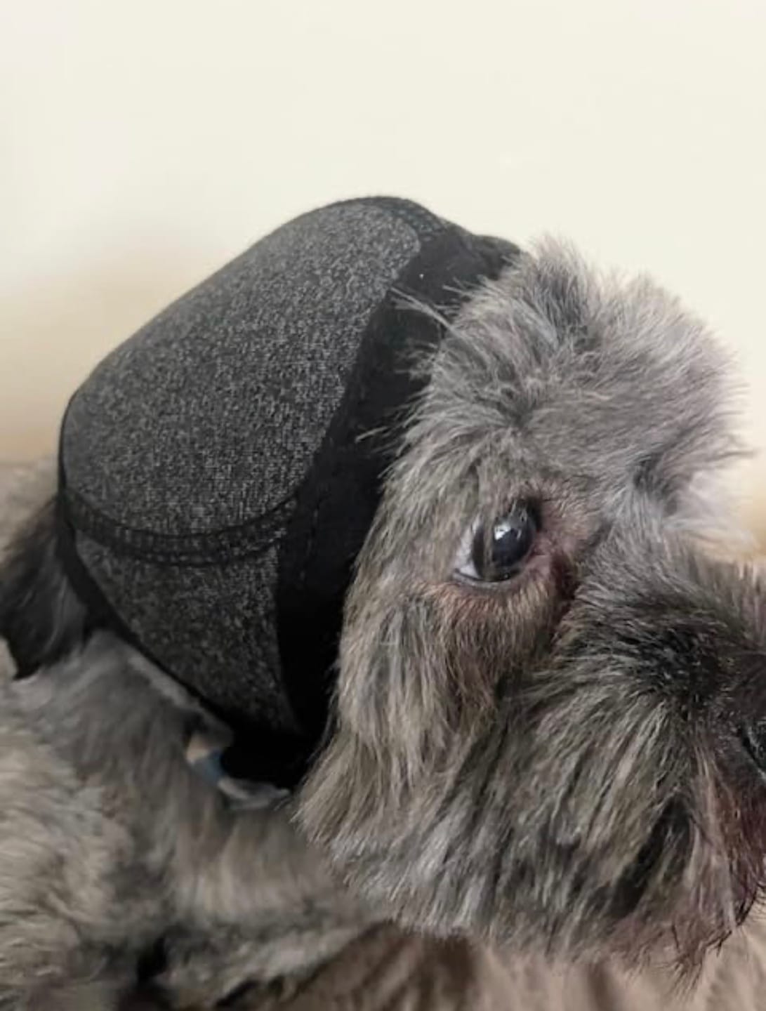 Customer photo review of Noise Protection Ear Muffs
