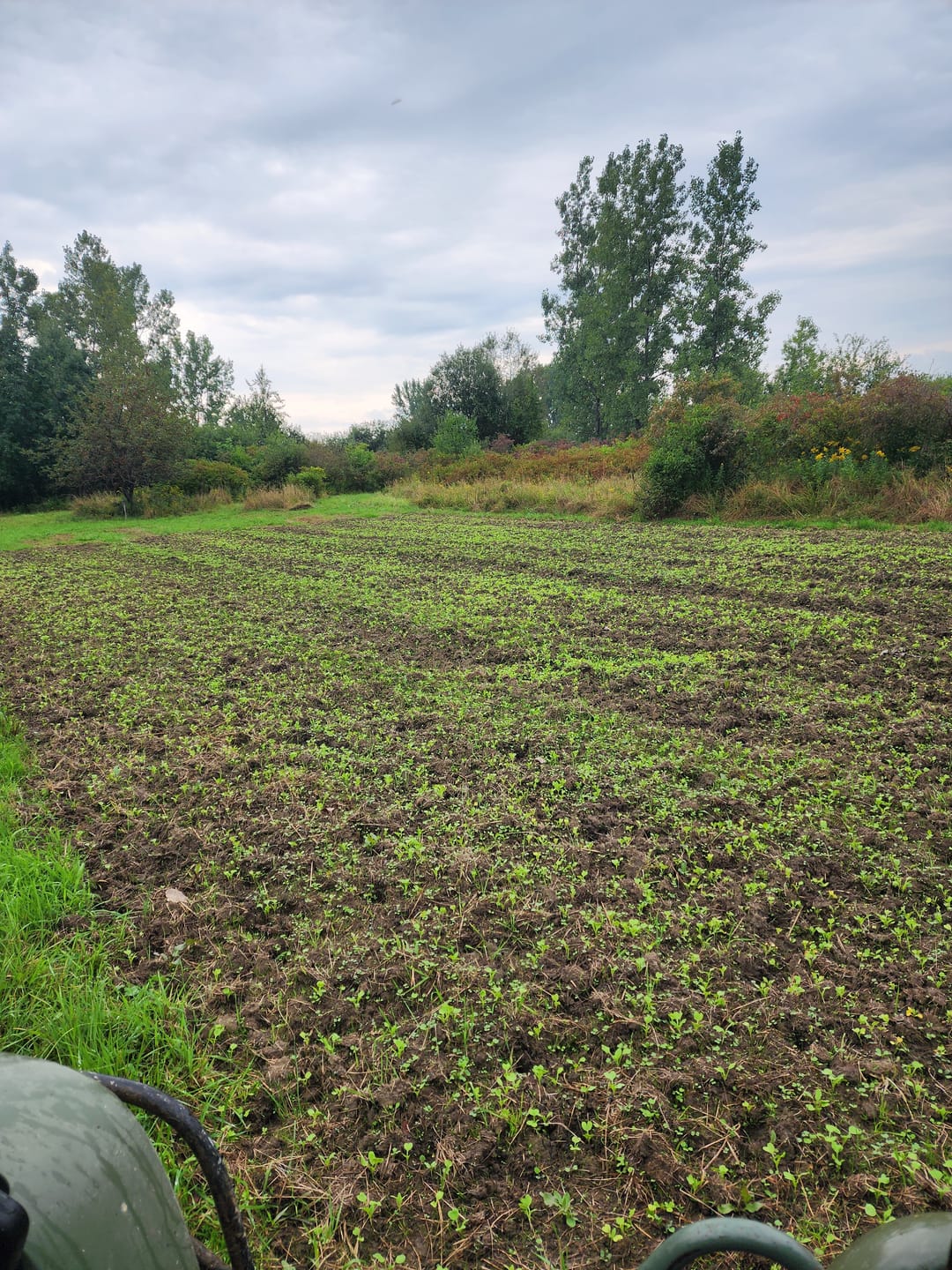 Customer photo review of Illicit™ Food Plot Seed