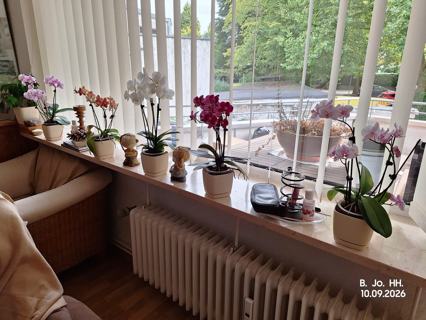 Customer photo review of Phalaenopsis Farbmix im 3er Set mit 3 Rispen