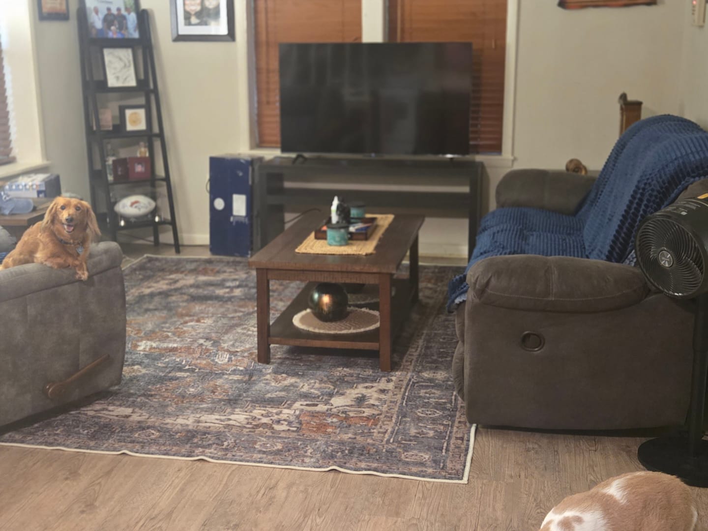 Customer photo review of Distressed Vintage Cezanne Area in Grey Rug