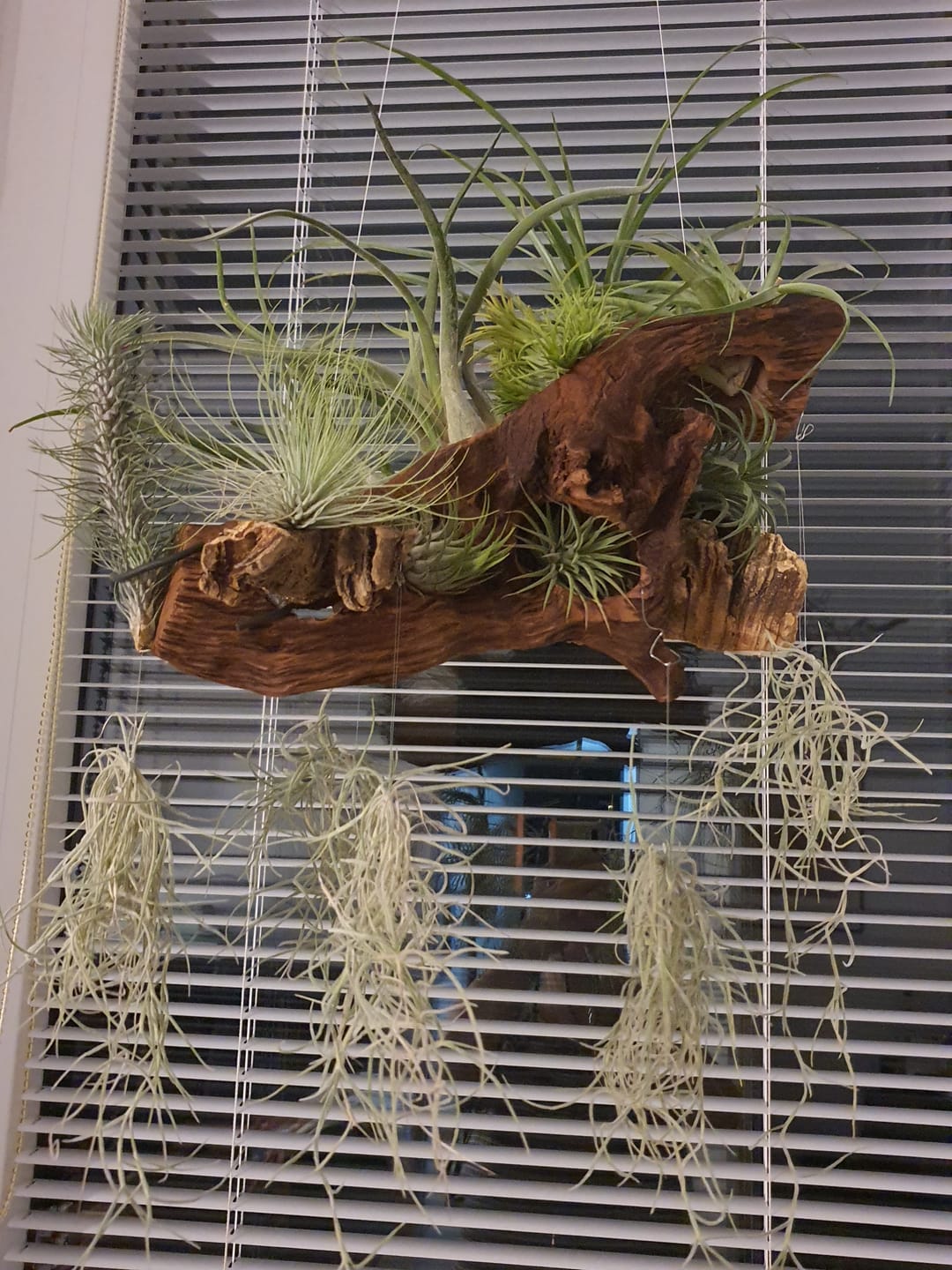 Customer photo review of Tillandsia ionantha 'Red Marble'