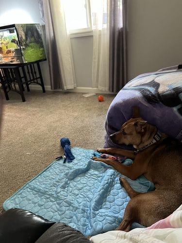 Customer photo review of Cooling Mat