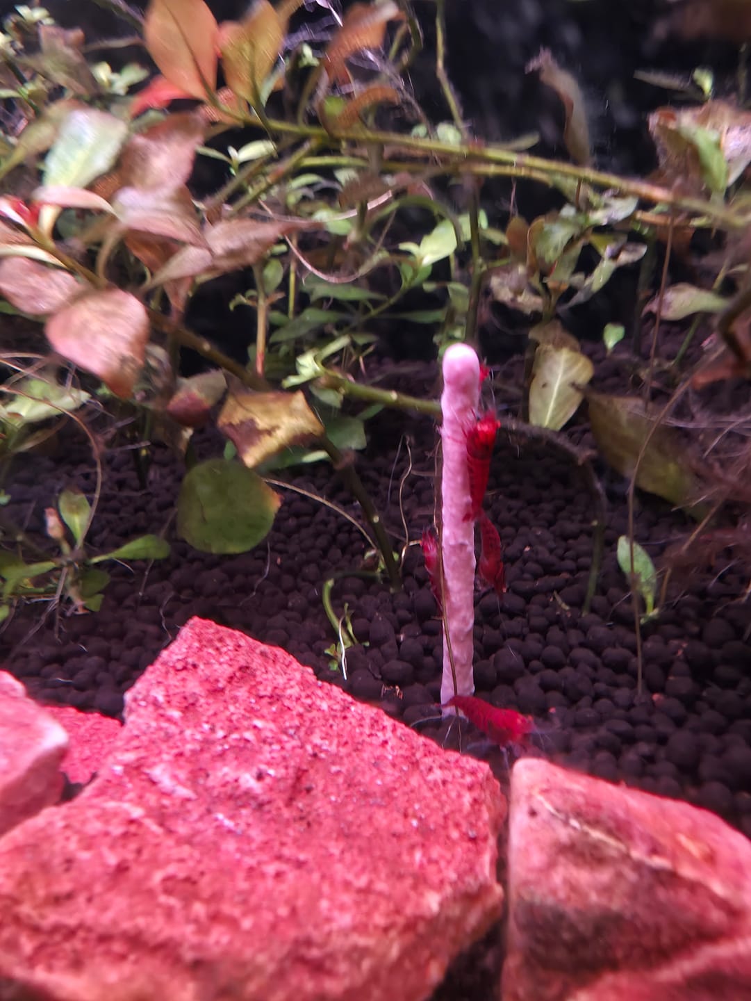 Customer photo review of Shrimpsicles - 10 sticks