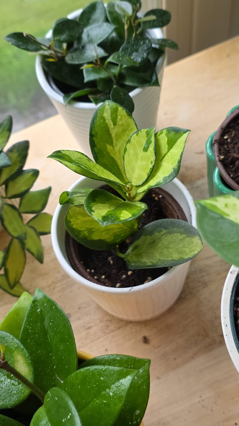 Customer photo review of Hoya Australis in 2” Nursery Pot - Wax Plant Indoor Vine - Easy Care Hoya Houseplant - Live Tropical Plant - Plant Lover Gift