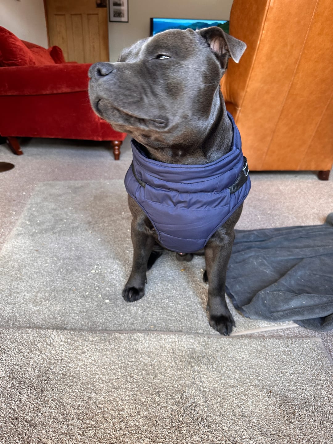 Customer photo review of DoggyKing™ 3 in 1 Jacket