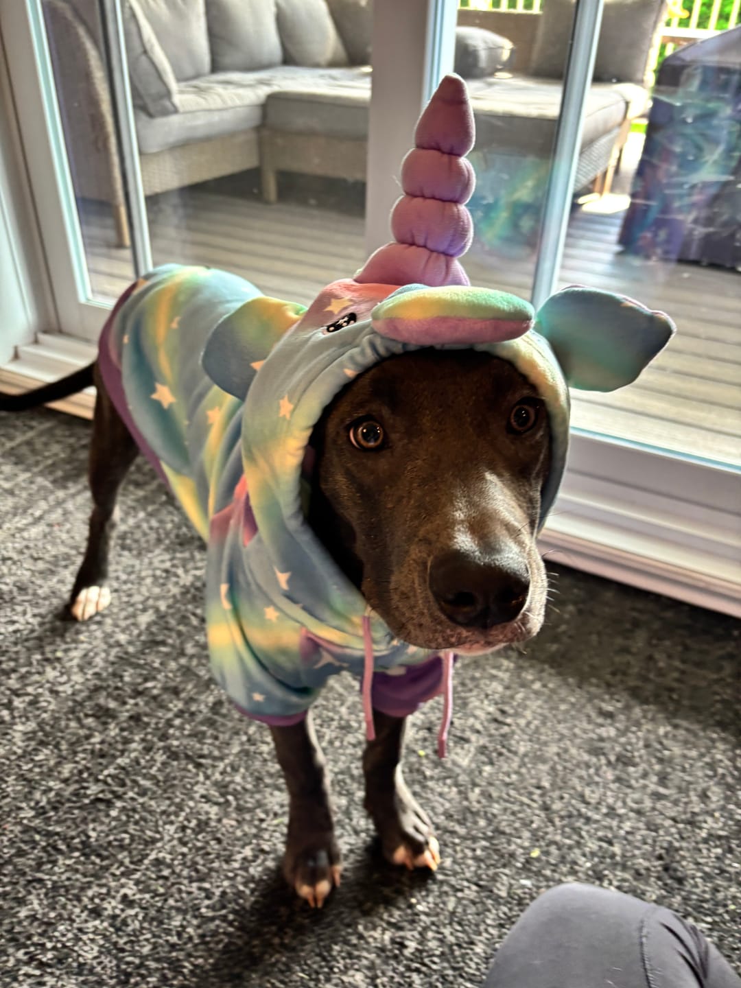 Customer photo review of Halloween Dog Hoodie - Unicorn