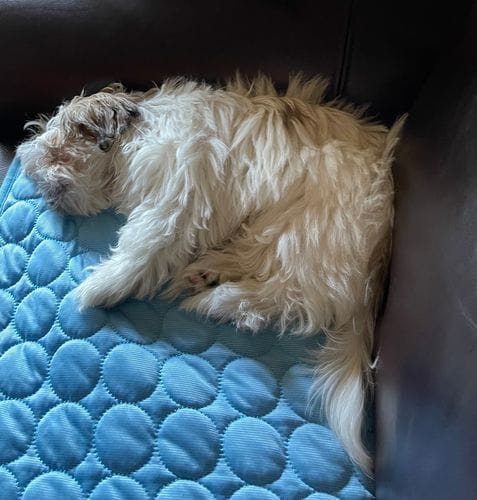 Customer photo review of Cooling Mat