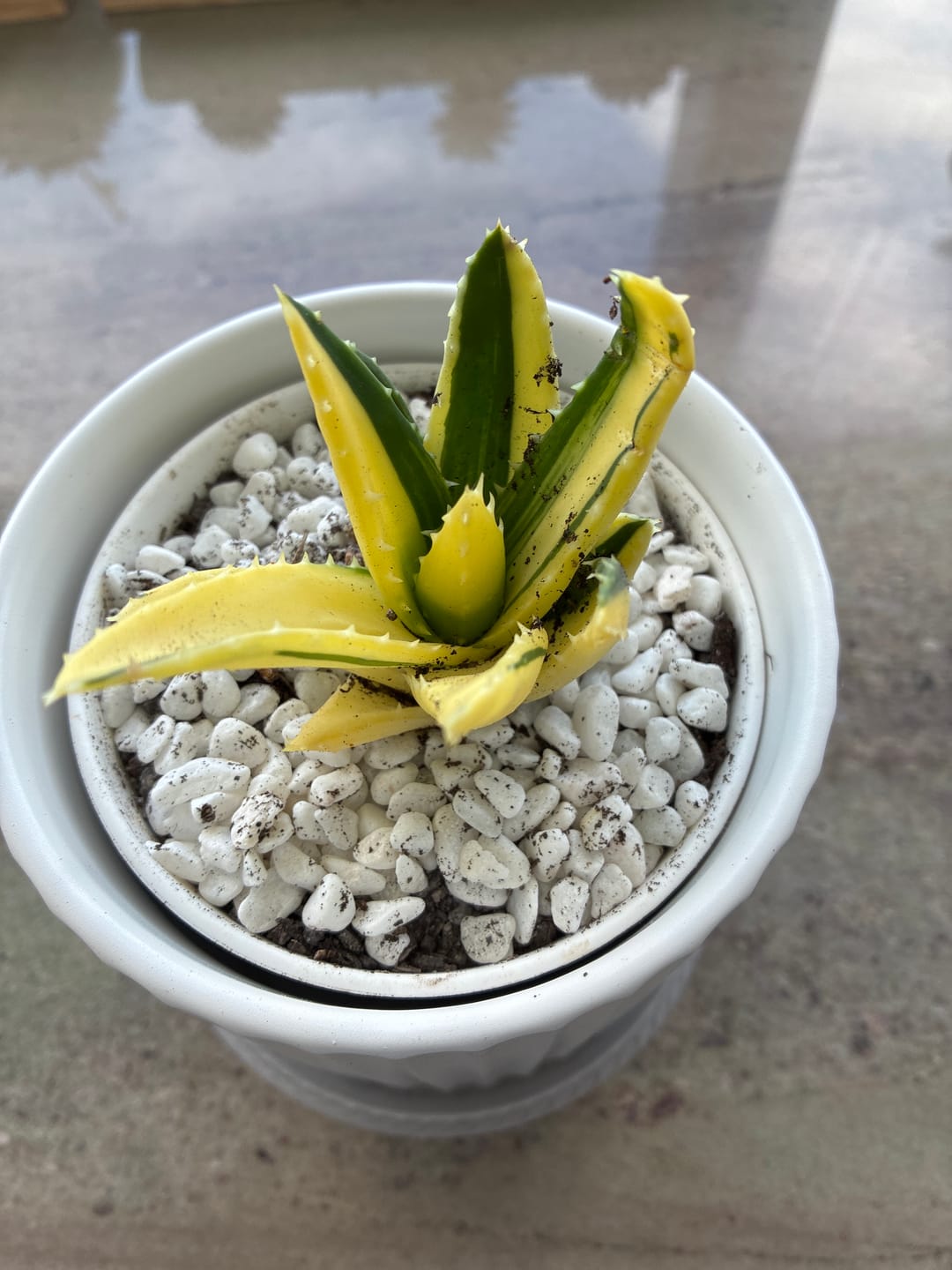 Customer photo review of Aloe mitriformis variegated