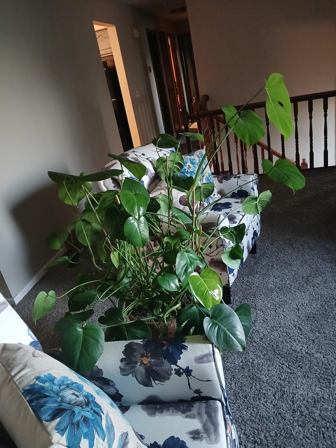 Customer photo review of Blueberry Cough - 28 Grams - Sativa