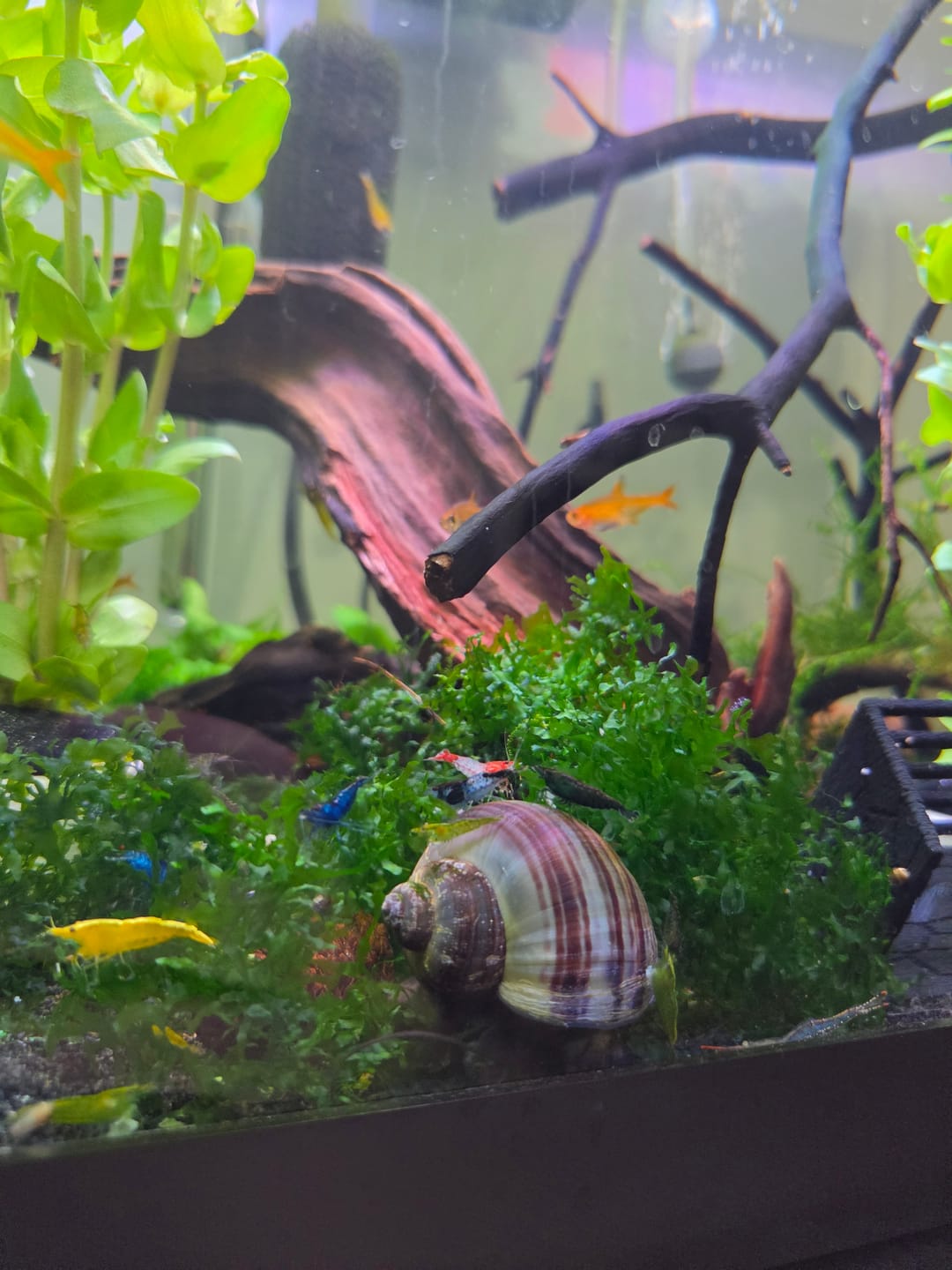 Customer photo review of Skittles Shrimp