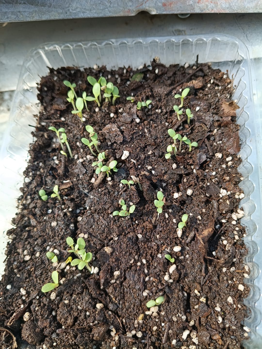 Customer photo review of Semillas Lechuga Little Gem