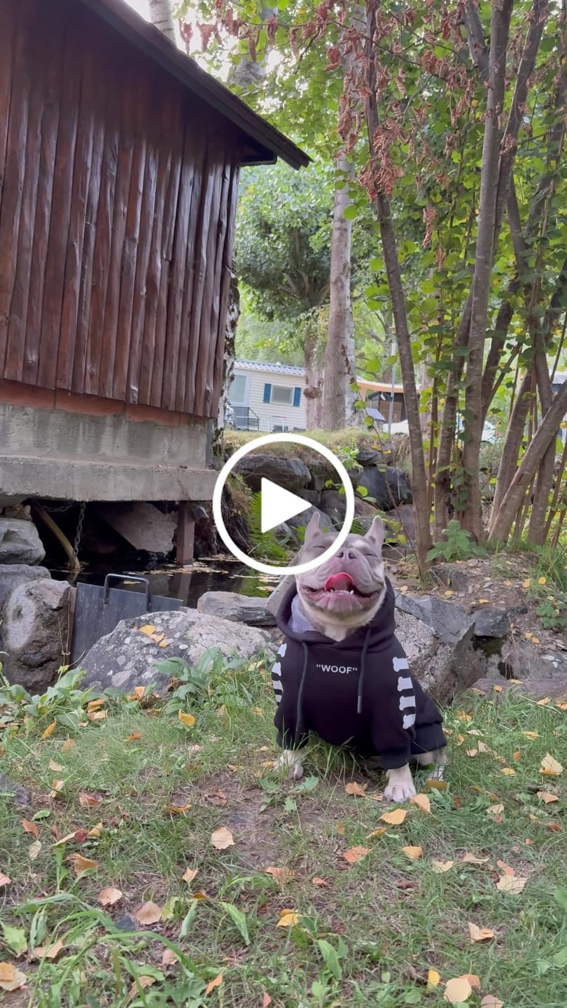 Customer video review of "WOOF" Dog Hoodie - Black & Reflective